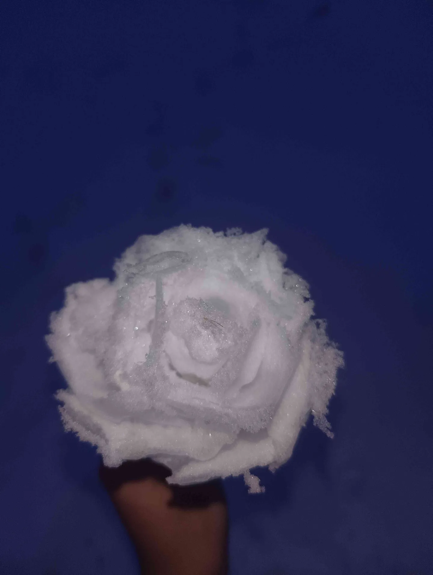 起娟给俺捏的雪玫瑰